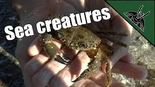 Exploring the SEAFLOOR - Crabs and slugs