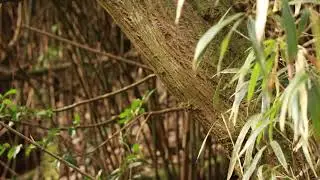 Ruddy Kingfisher Call