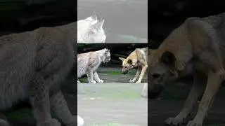 They fight?! A pure white innocent lynx and a wild dog are watching each other before a fight