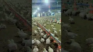 pakistan poultry association rates today##poultry association pakistan#pakistan poultry association#