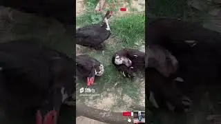Conversation between the ducks #duck #conversation #unity #nature #ducklover #beautiful  #viralvideo