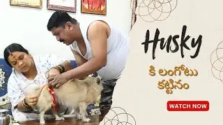 Husky Puppy 😍 | Cute & Funny Husky Puppy Telugu Vlog