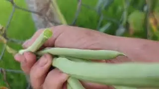 Hái đậu que đầu dụ quá đả 
