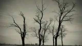 Tiberiu Banica - Trees - Photography