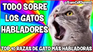 TODO SOBRE LOS GATOS HABLADORES (TOP 10 RAZAS DE GATO MAS HABLADORAS) - SiamCatChannel