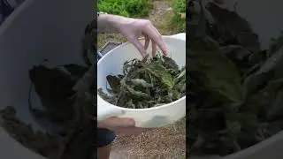 Say Hello to the African Nunam Basil