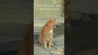 Cats have a keen sense of observation, and they never miss a thing that's happening around them.