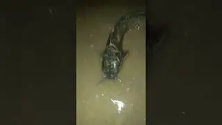 Wow absolutely fun fishing time