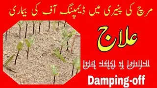 How to Control Chilli Nursery Disease Damping-off | Fungal Disease in Chilli Nursery seedbeds