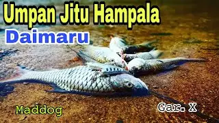 Umpan Jitu Untuk Hampala #Daimaru Maddog Vs Gar X