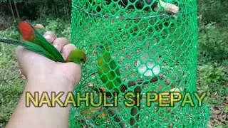 NAPASABAK SI PEPAY ANG HUNI NIYA,,, ADVENTURE NA PANGATI KUSI (kulasisi) nakahuli...