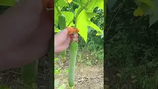 Wearable fruit and vegetable picker- Good tools and machinery can increase work efficiency