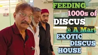 Feeding 1000 exotic AF Discus Malaysia @ AMart Exotic Discus House | discus fish food | discus fish