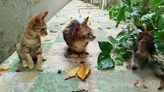 Four Adorable Kittens Playing Together