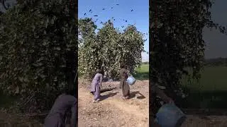 Amazing big birds hunting 🐦&zwj;⬛ #BirdsHunting#HuntingLife#OutdoorHunting#VillageHuntin