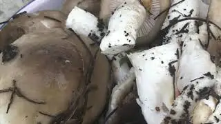 Llanega negra