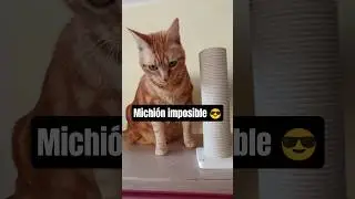 Michi&oacute;n imposible 😅 #humor #catlife #challenge