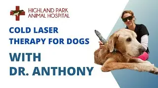Benefits Of Cold Laser Therapy For Your Dog
