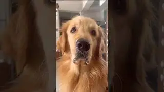 Business Idea #dog #goldenretriever #funny #funnyvideo #trending #mahakumbh2025 #doglover #fun #pets