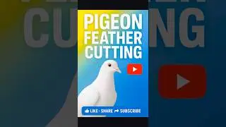 ✂️ Pigeon Feather Cutting | Proper Care Tips 🕊️ #shorts #pigeon #short