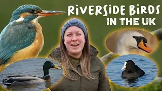 Learn About Riverside Birds | Toddler Learning | UK Wildlife