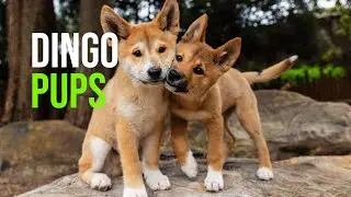 A Tail Worth Telling! Taronga’s Announces Debut Of Two Adorable Dingo Pups