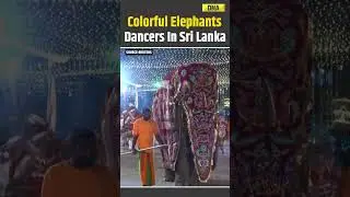 Colorful Elephants And Dancers Take Over Sri Lanka&rsquo;s Capital | Annual Pageant 2026 #shorts