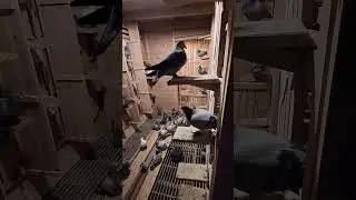 Wstepne parowanie