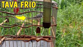 foguear golinha frio gelado