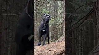cane corso blue brindle #shorts #tiktok  #canecorso #guarddog #italianmastiff #trending
