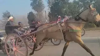 Salman Horse Race Saharanpur 3 Km 🥇🏆🐎#horse #horsetrack #horserace 