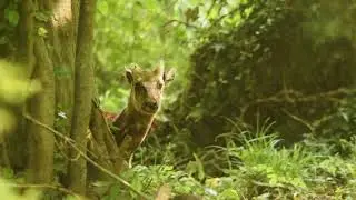 New Philippine spotted deer settle in
