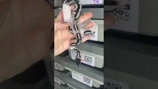 Who else loves Axanthic Pieds 🙋🏼&zwj;♀️ #axanthic #ballpython  #ballpythonmorph #piebaldballpython