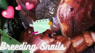 &hearts;️[Explicit] How Snails reproduce/ Snail love dart ❤️