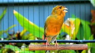 Faça seu canário belga cantar em apenas 1 hora - Treinamento HD incrível! 177