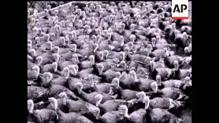 TURKEYS - NO SOUND