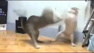 Crazy Cat Fight | Funny!
