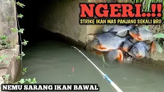 MANTAP.! MANCING IKAN HIAS DI SUNGAI KECIL || GAK NYANGKA STRIKE IKAN BAWAL BERGIGI TAJAM MASBRO