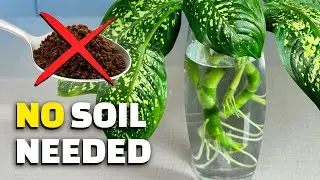 3 INDOOR PLANTS That GROW IN WATER | No Soil, No Fuss &mdash; Even Beginners Can Do It!