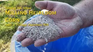 Milling Jimmy Red corn with an antique hammer mill