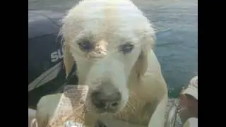 Pierre Rabine pr&eacute;sente &agrave; son chien Matlo