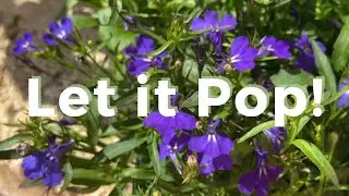 Transforming My Cottage Garden: Hydrangea Rescue & Bright Container Planting| Garden Project Updates