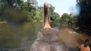 Elephant Shower:Goa