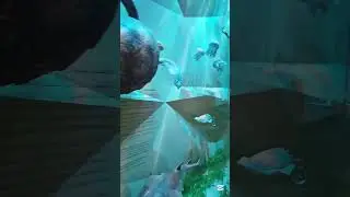 Qatar National Museum 2024#soyummy #qatarlive #followme #qatarmallu #travel #qatarmavlogs #dohatour