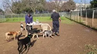 helga, sif, jiminy cricket, friends, available to adopt , Bradshaw animal shelter, Sacramento CA