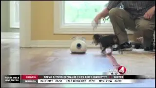 iFetch Lets Dogs Play Fetch Alone