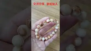 龍宮珊瑚舍利，龍宮舍利，是以顏色及外觀，看起來像類似什麽，而命名的，謝謝觀看，歡迎訂閱按讚#shorts