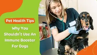 Why You Shouldn&rsquo;t Use an Immune Booster for Dogs