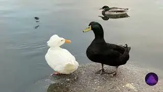 Ducks At Lake ~ Stock Sound Effect  - Audio Effects