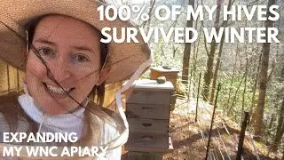 100% honey bee colony survival rate&mdash;expanding my WNC apiary